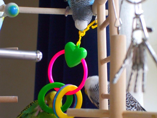 all budgies must bite the new toy