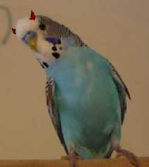 Monty - a feathered Fiend